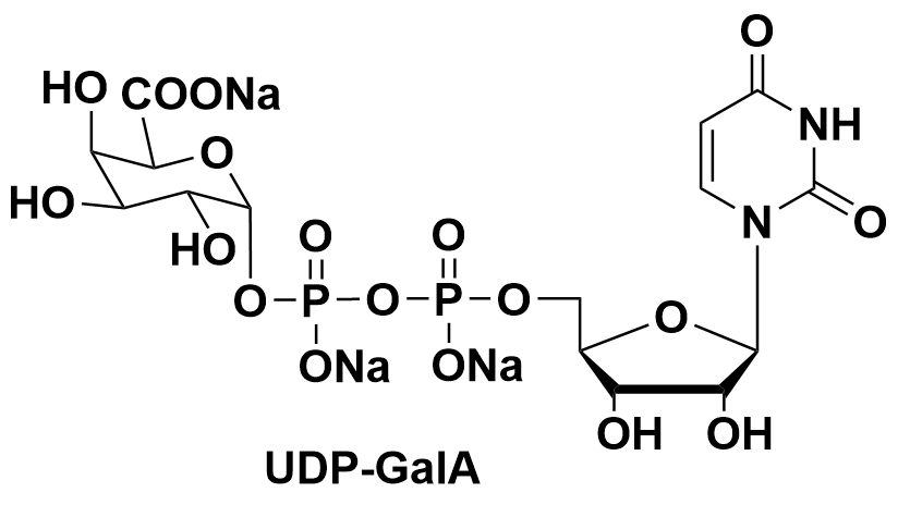 UDP-GalA