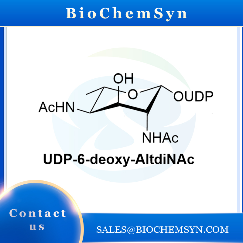 UDP-6-deoxy-AltdiNAc