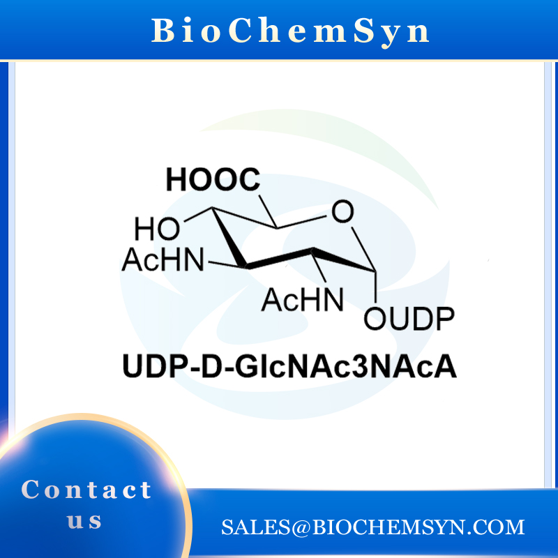 UDP-D-GlcNAc3NAcA