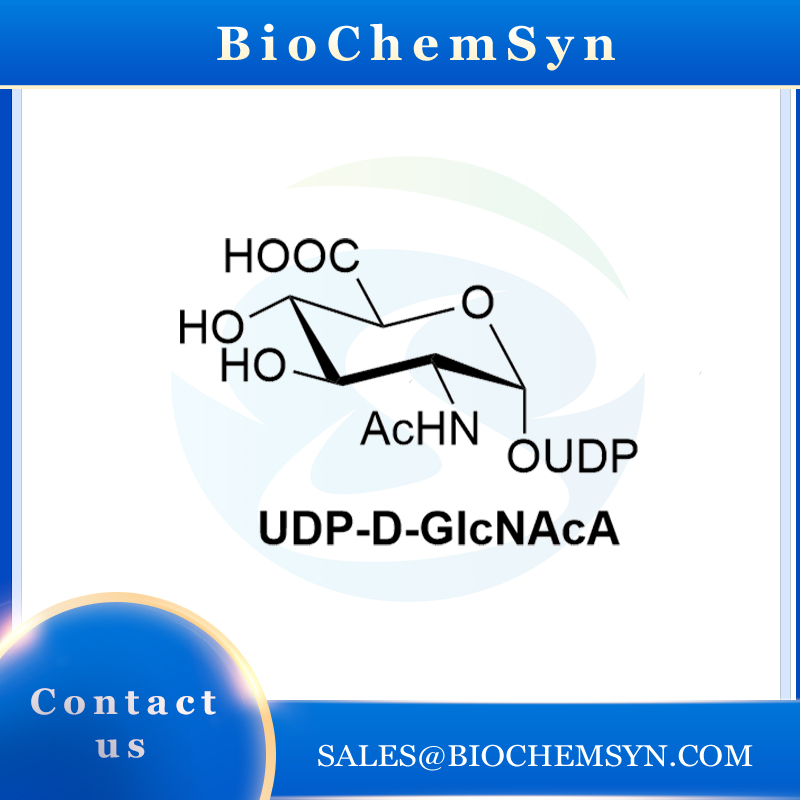 UDP-D-GlcNAcA